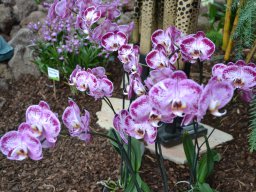 Orchideenschau Späth 01/2014